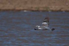 David Plant Photography - Wildlife Photography - Wood pigeon - N