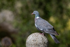 David Plant Photography - Wildlife Photography - Wood pigeon - O