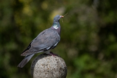 David Plant Photography - Wildlife Photography - Wood pigeon - P