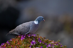 David Plant Photography - Wildlife Photography - Wood pigeon - Q