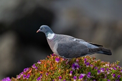 David Plant Photography - Wildlife Photography - Wood pigeon - R