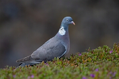 David Plant Photography - Wildlife Photography - Wood pigeon - S