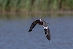 David Plant Photography - Wildlife Photography - Wood pigeon - T