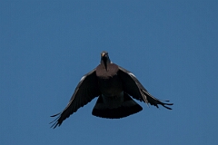 David Plant Photography - Wildlife Photography - Wood pigeon - V