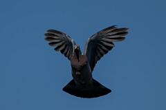 David Plant Photography - Wildlife Photography - Wood pigeon - W