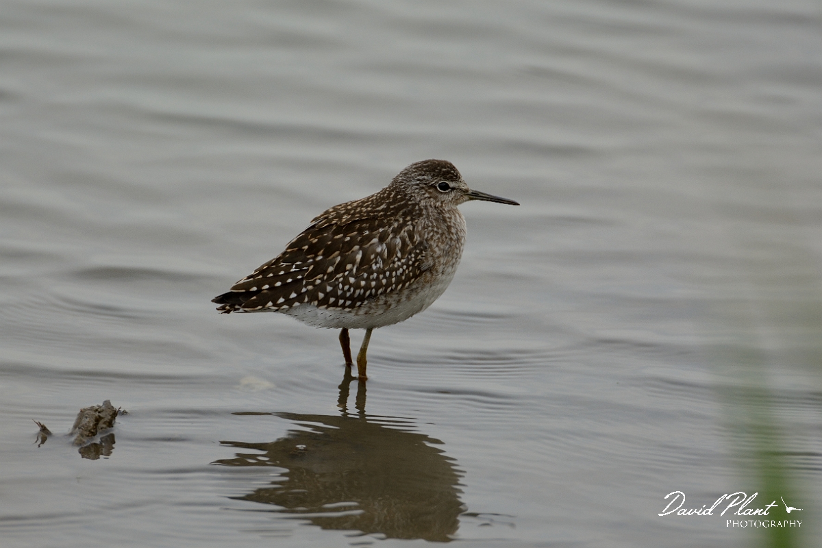 David Plant Photography - Wildlife Photography - Wood sandpiper - B.jpg - Wood sandpiper - Norfolk