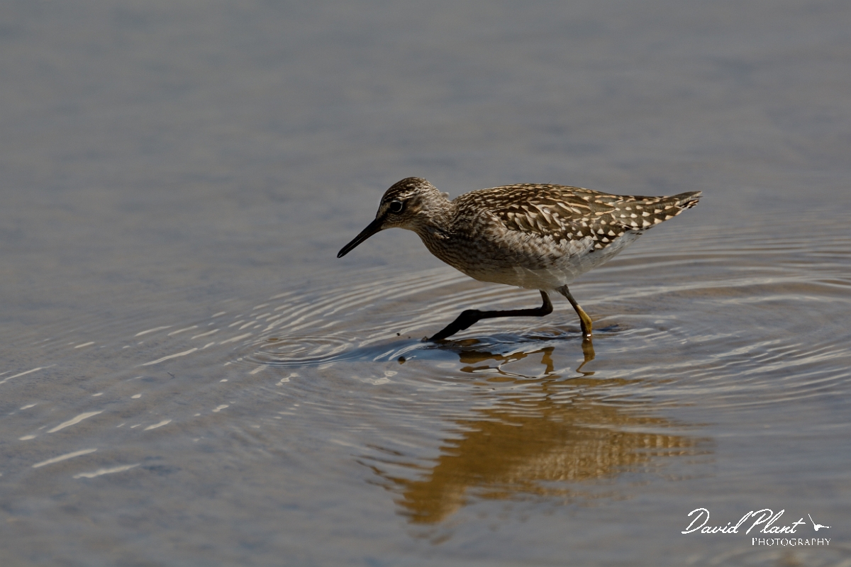David Plant Photography - Wildlife Photography - Wood sandpiper - C.jpg - Wood sandpiper walking - Norfolk