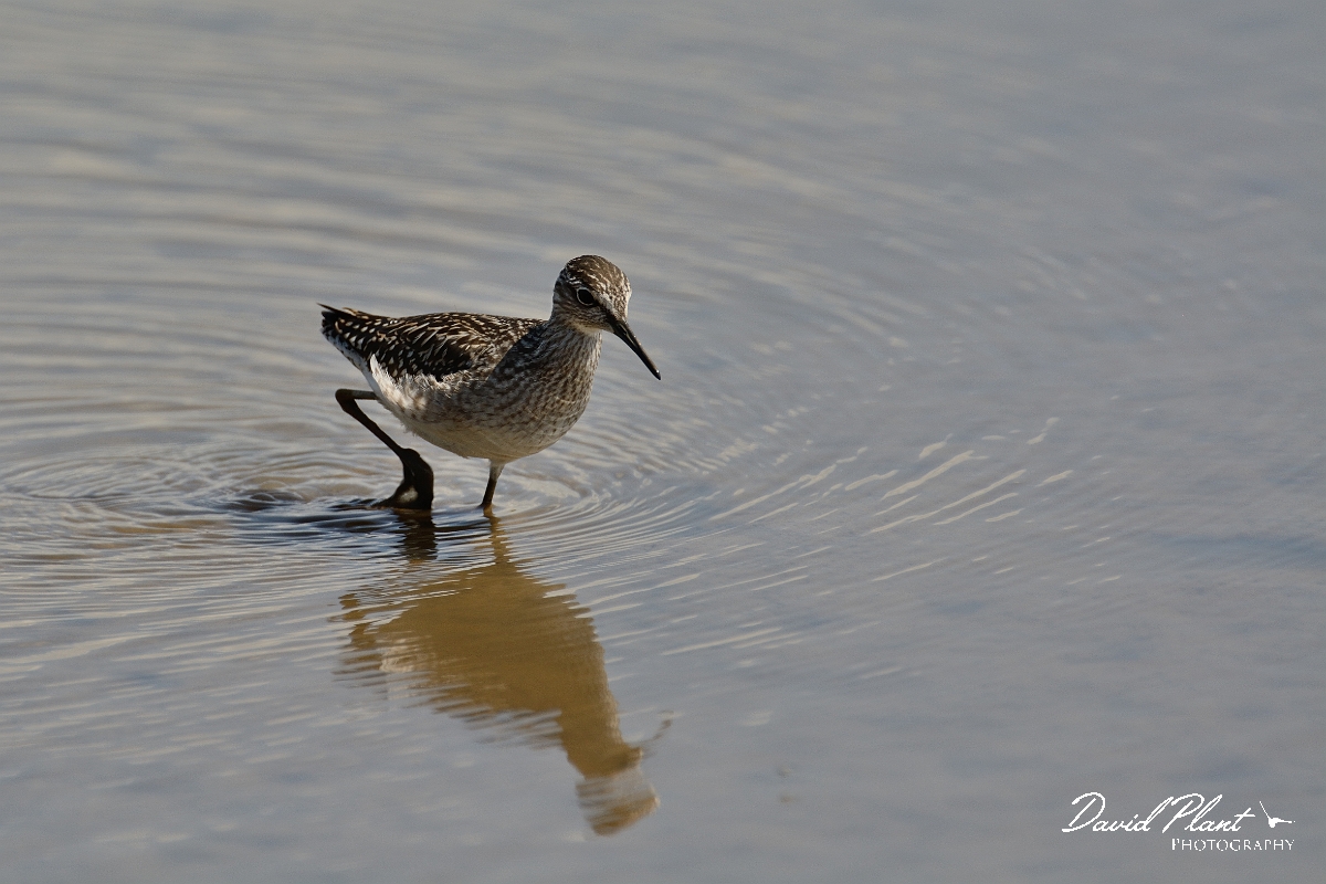David Plant Photography - Wildlife Photography - Wood sandpiper - D.jpg - Wood sandpiper walking - Norfolk