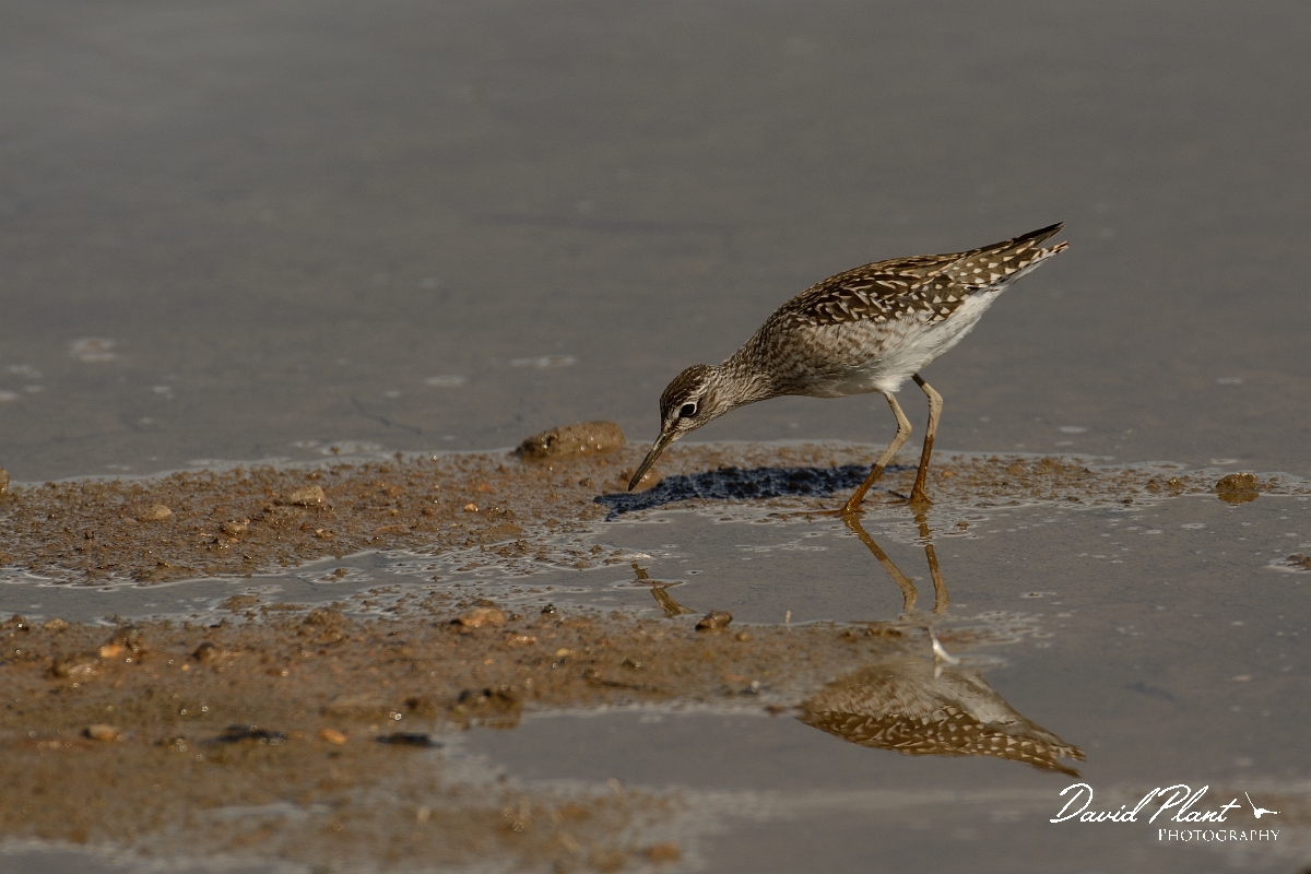 David Plant Photography - Wildlife Photography - Wood sandpiper - E.jpg - Wood sandpiper feeding - Norfolk