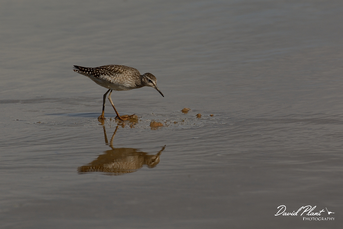 David Plant Photography - Wildlife Photography - Wood sandpiper - F.jpg - Wood sandpiper feeding - Norfolk