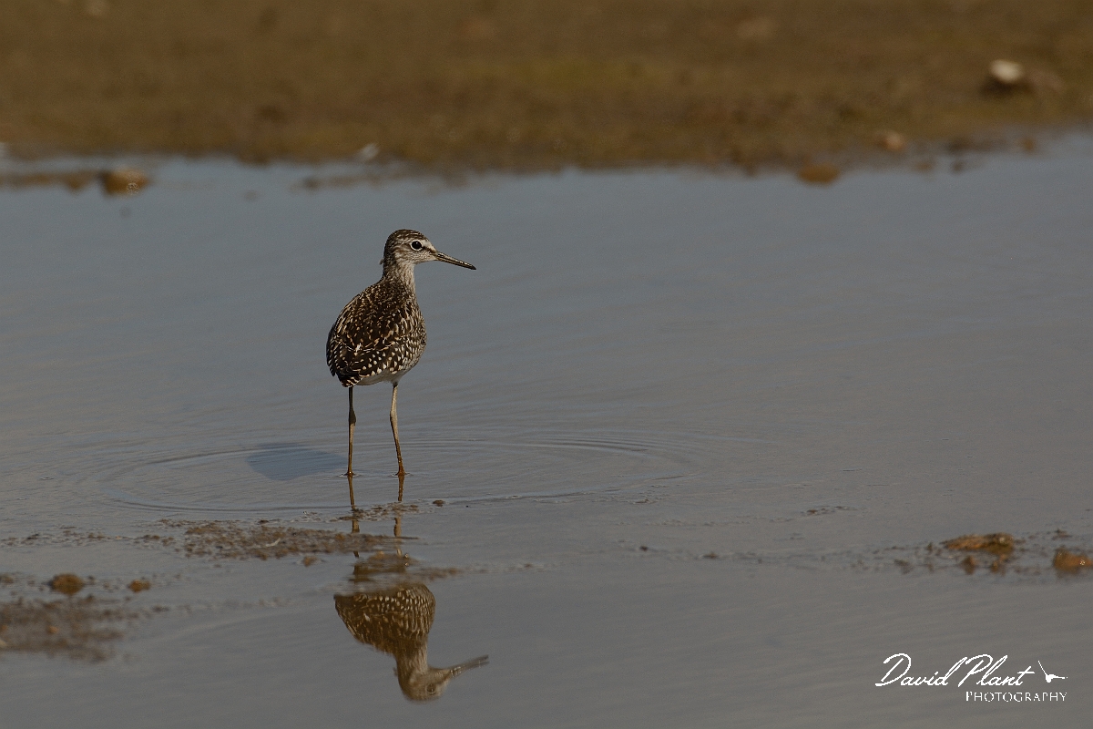 David Plant Photography - Wildlife Photography - Wood sandpiper - G.jpg - Wood sandpiper alert - Norfolk