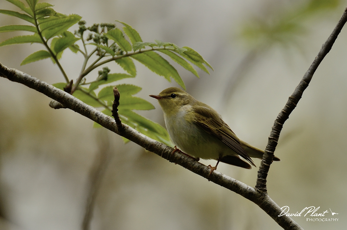 David Plant Photography - Wildlife Photography - Wood warbler - A.jpg - Wood warbler in rowan - Gwynedd
