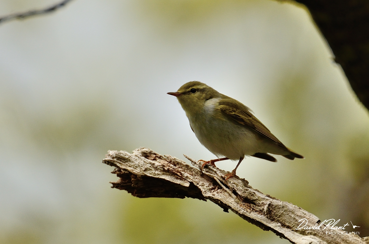 David Plant Photography - Wildlife Photography - Wood warbler - C.jpg - Wood warbler on perch - Gwynedd