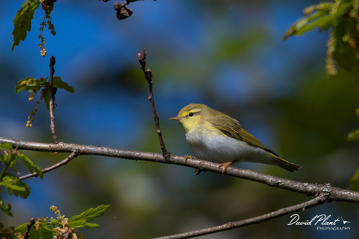 David Plant Photography - Wildlife Photography - Wood warbler - E.JPG - Wood warbler, male - Perthshire