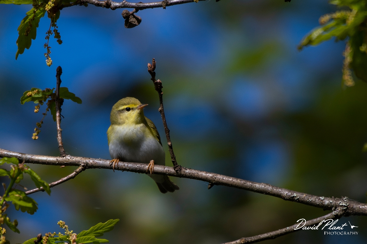 David Plant Photography - Wildlife Photography - Wood warbler - F.JPG - Wood warbler, male - Perthshire