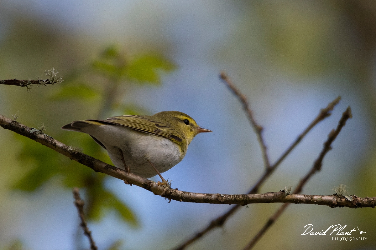 David Plant Photography - Wildlife Photography - Wood warbler - G.JPG - Wood warbler, male - Perthshire