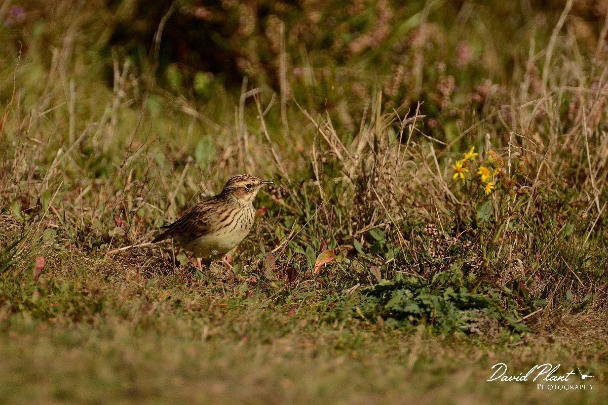 David Plant Photography - Wildlife Photography - Woodlark - B.jpg - Woodlark - Dorset