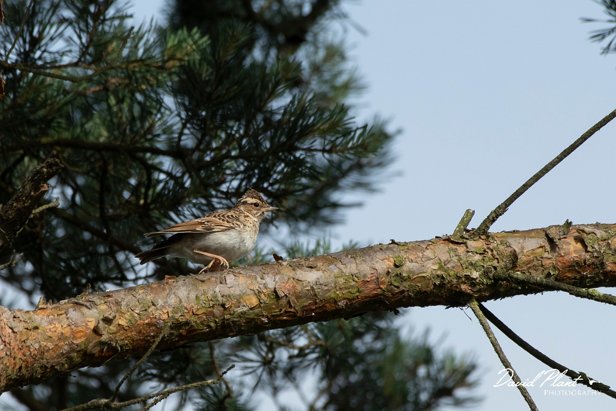 David Plant Photography - Wildlife Photography - Woodlark - G.jpg - Woodlark, juvenile - Surrey