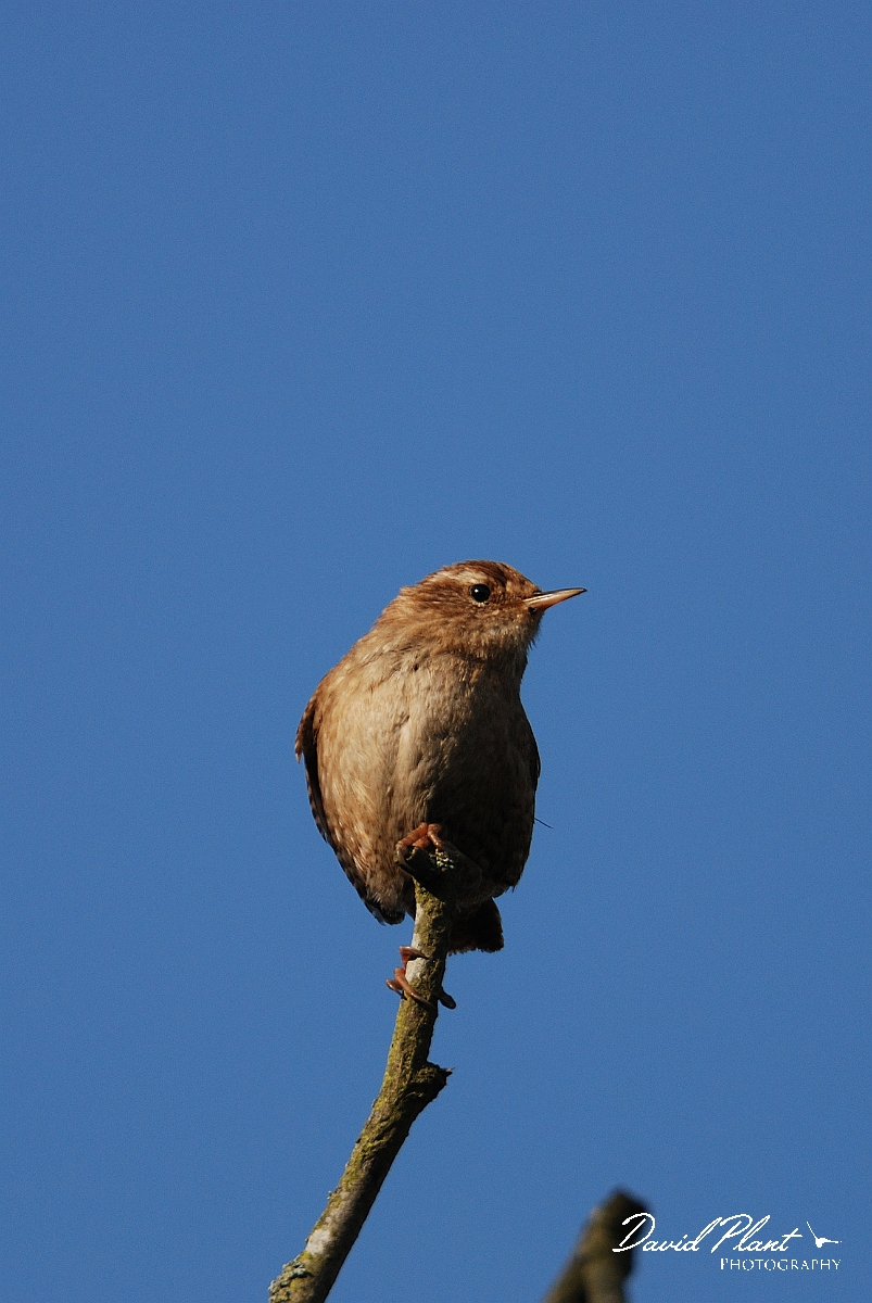 David Plant Photography - Wildlife Photographer - Wren - C.jpg - Wren - Cambridgeshire