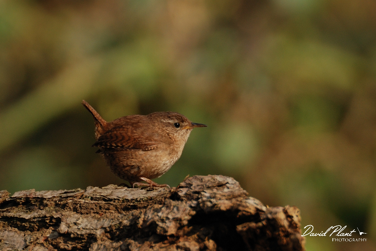David Plant Photography - Wildlife Photographer - Wren on log - A.jpg - Wren on a log - Hertfordshire