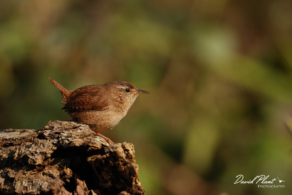 David Plant Photography - Wildlife Photographer - Wren on log - B.jpg - Wren on a log - Hertfordshire