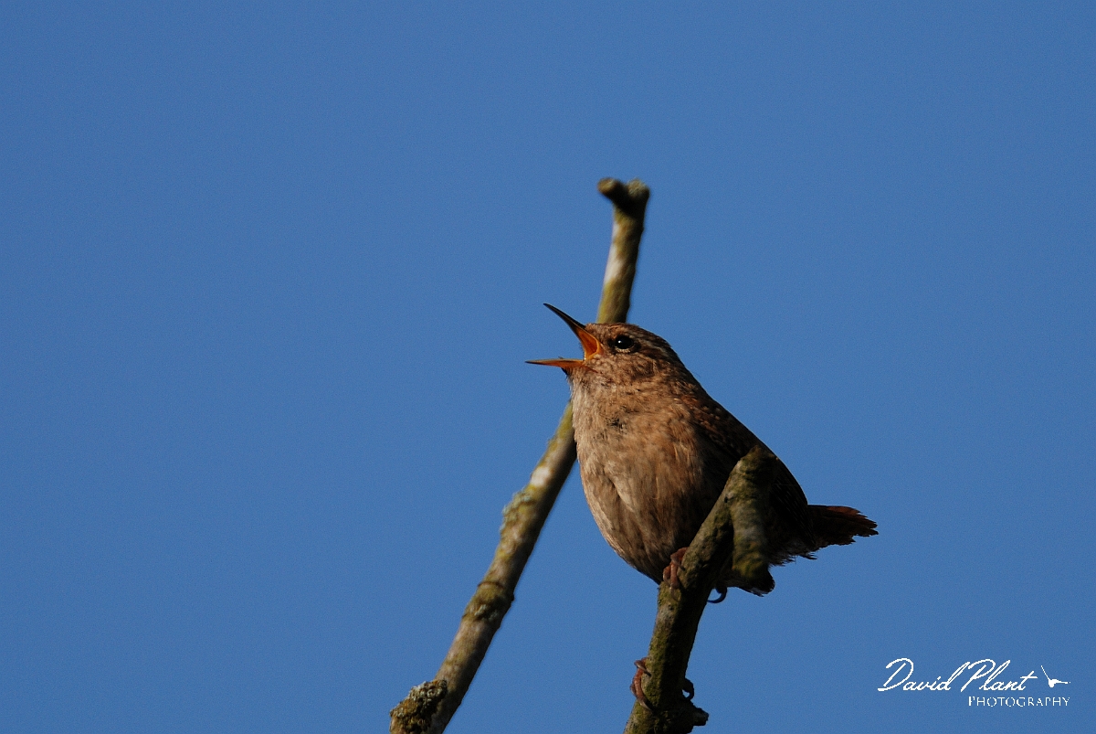 David Plant Photography - Wildlife Photographer - Wren singing - D.jpg - Wren singing - Cambridgeshire