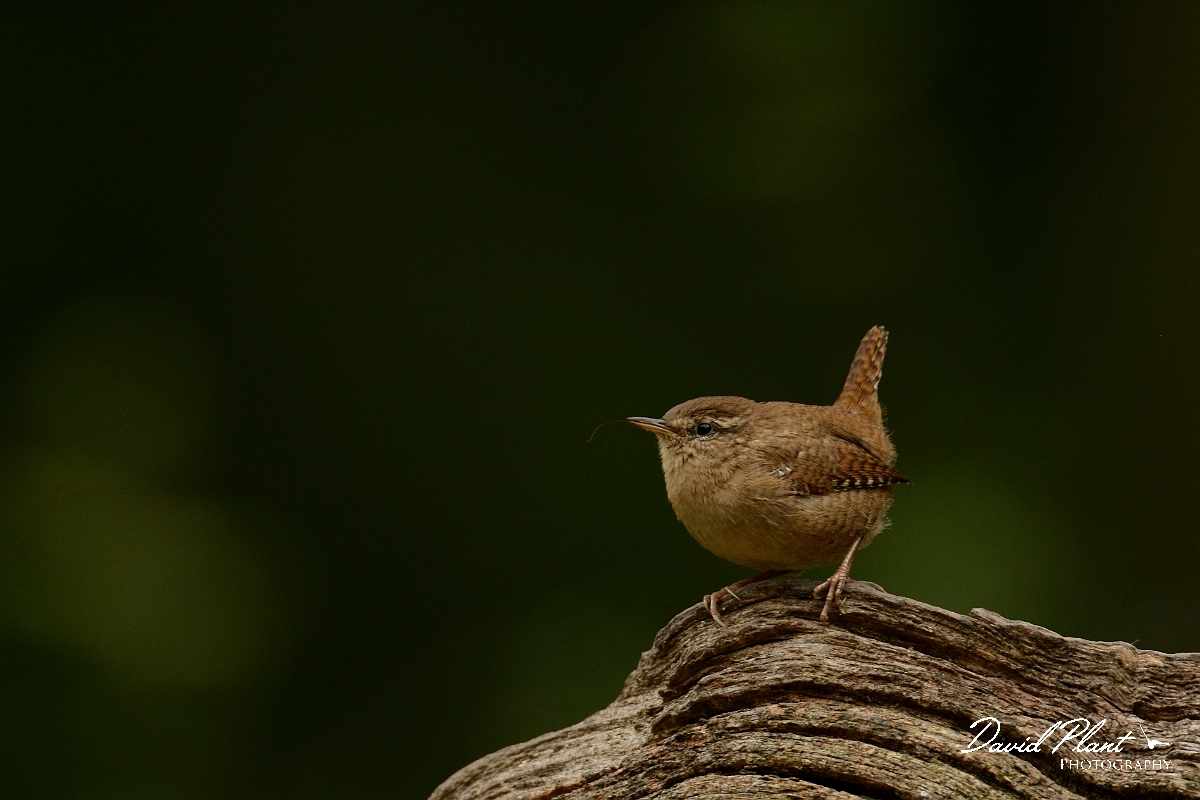 David Plant Photography - Wildlife Photography - Wren - E.jpg - Wren on branch - Forest of Dean