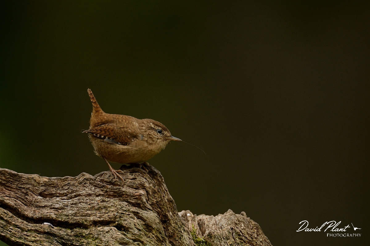 David Plant Photography - Wildlife Photography - Wren - F.jpg - Wren on branch - Forest of Dean