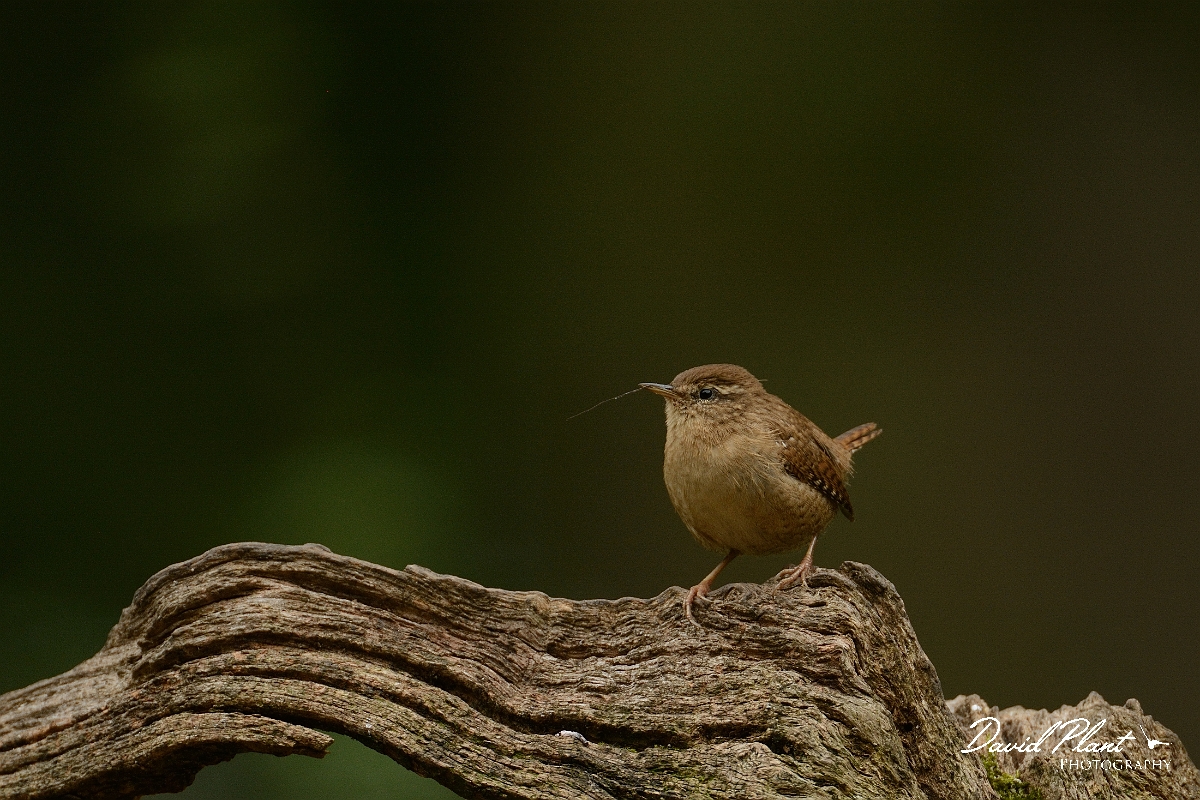David Plant Photography - Wildlife Photography - Wren - G.jpg - Wren on branch - Forest of Dean
