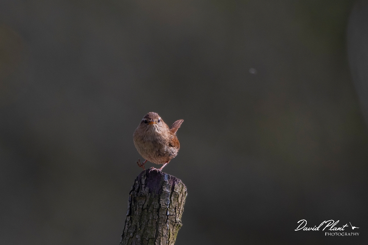 David Plant Photography - Wildlife Photography - Wren - H.JPG - Wren, eyeing up insect - Cambridgeshire