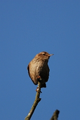 David Plant Photography - Wildlife Photographer - Wren - C
