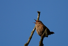 David Plant Photography - Wildlife Photographer - Wren singing - D