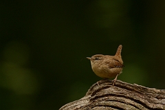 David Plant Photography - Wildlife Photography - Wren - E