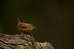 David Plant Photography - Wildlife Photography - Wren - F