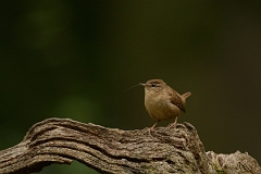 David Plant Photography - Wildlife Photography - Wren - G