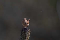 David Plant Photography - Wildlife Photography - Wren - H