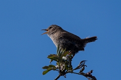 David Plant Photography - Wildlife Photography - Wren - I