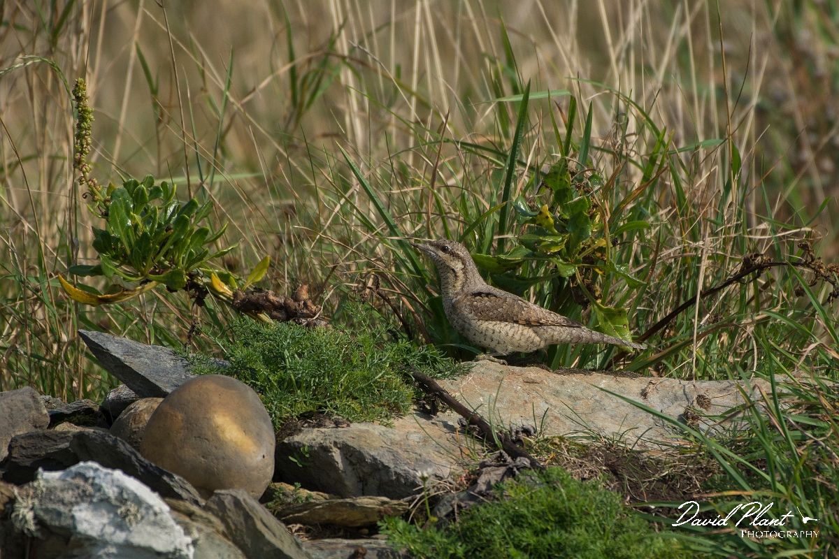 David Plant Photography - Wildlife Photography - Wryneck - A.jpg - Wryneck - Anglesey