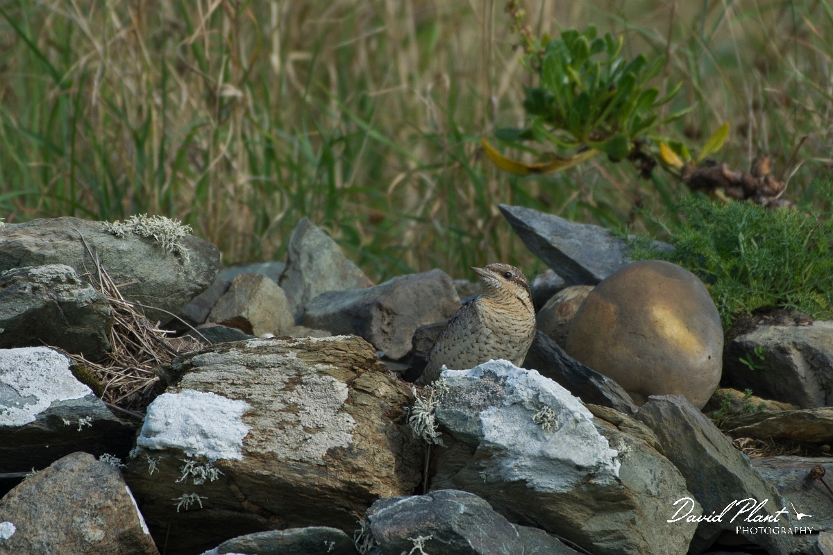 David Plant Photography - Wildlife Photography - Wryneck - B.jpg - Wryneck - Anglesey