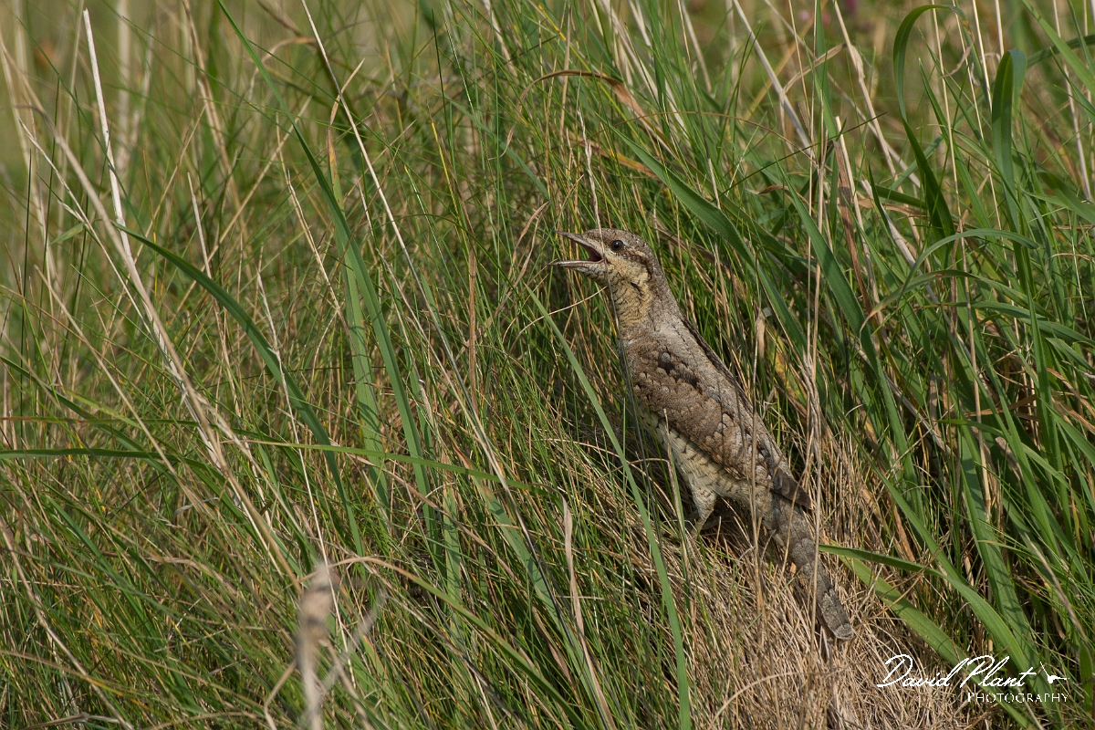 David Plant Photography - Wildlife Photography - Wryneck - D.jpg - Wryneck - Anglesey