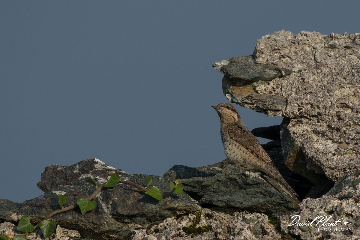 David Plant Photography - Wildlife Photography - Wryneck - E.jpg - Wryneck - Anglesey