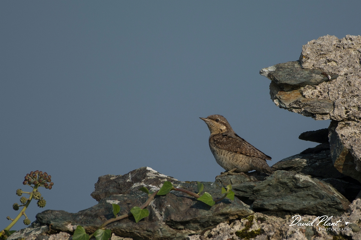 David Plant Photography - Wildlife Photography - Wryneck - F.jpg - Wryneck - Anglesey