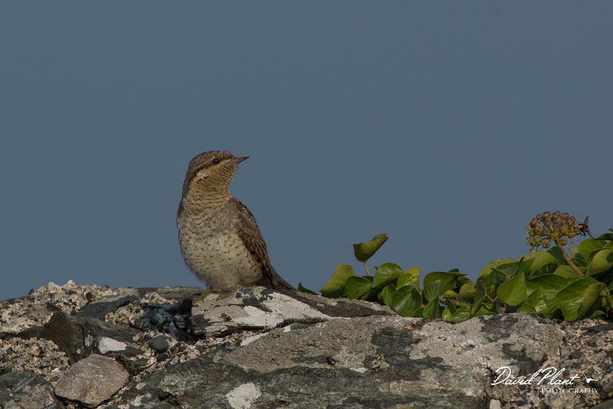 David Plant Photography - Wildlife Photography - Wryneck - H.jpg - Wryneck - Anglesey