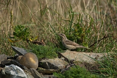 David Plant Photography - Wildlife Photography - Wryneck - A