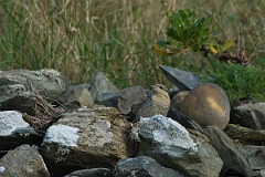 David Plant Photography - Wildlife Photography - Wryneck - B