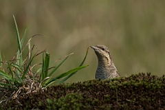 David Plant Photography - Wildlife Photography - Wryneck - C
