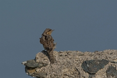 David Plant Photography - Wildlife Photography - Wryneck - G