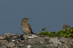 David Plant Photography - Wildlife Photography - Wryneck - H