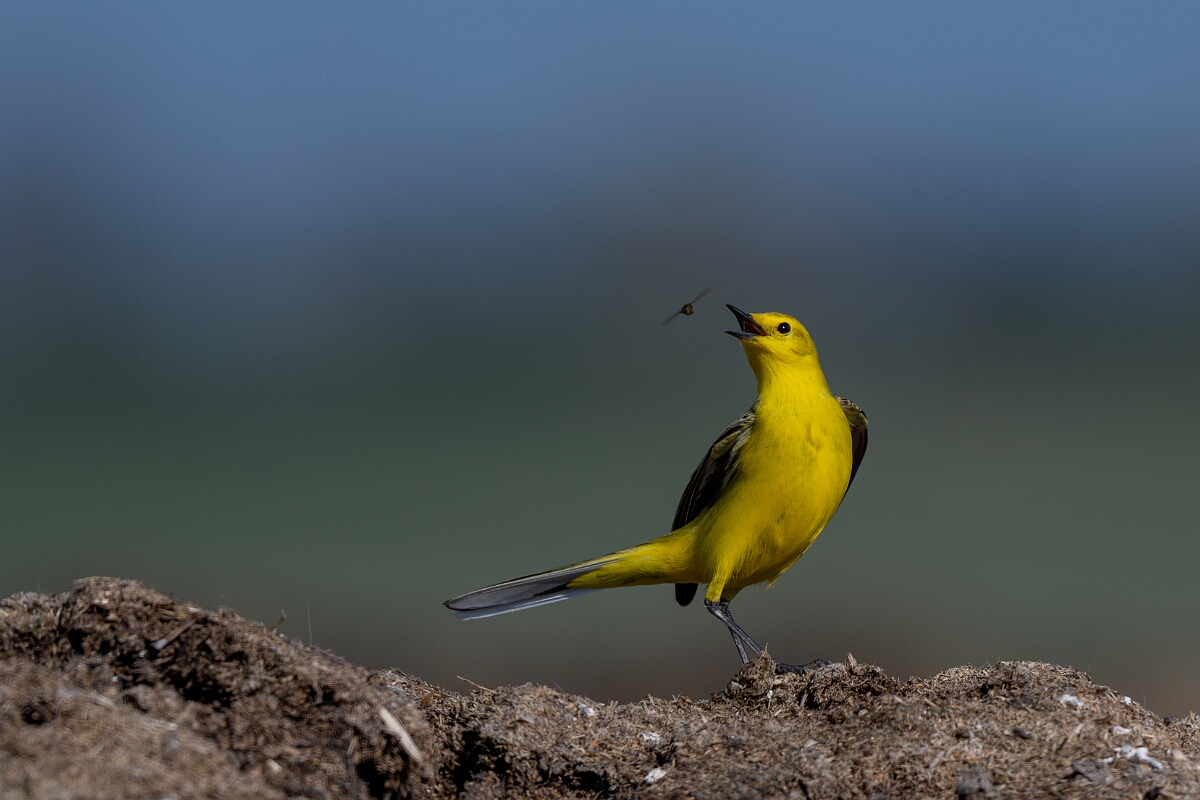 David Plant Photography - Wildlife Photography - Yellow wagtail - AB.jpg - Yellow wagtail, Motacilla flava flavissima - Hertfordshire