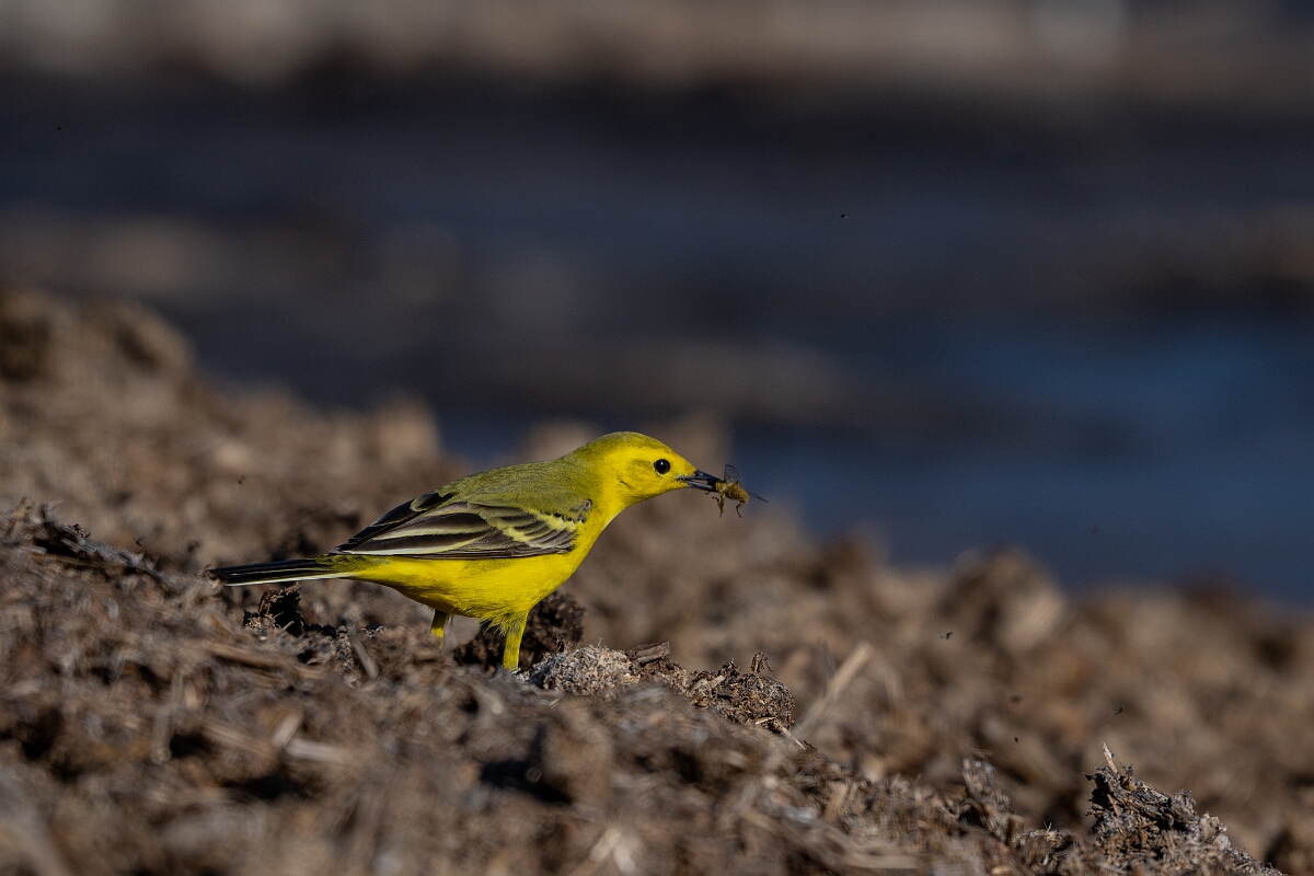 David Plant Photography - Wildlife Photography - Yellow wagtail - AD.jpg - Yellow wagtail, Motacilla flava flavissima - Hertfordshire